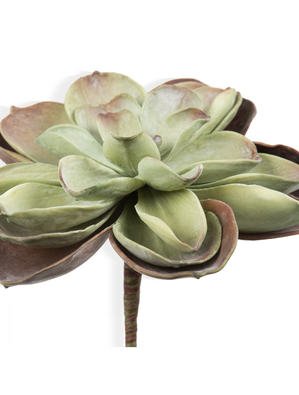 Rose Succulent